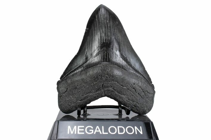 Serrated, Fossil Megalodon Tooth - South Carolina #380073